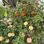 Rozany